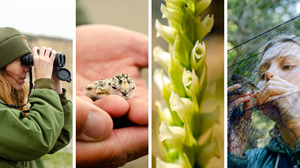 Four images lined up horizontally. From left to right: woman wearing a green hat and jacket looks through binoculars; hands hold a small sand-colored chick with black speckles; a close-up of a plant; a woman carefully removes a brown bird from a net.