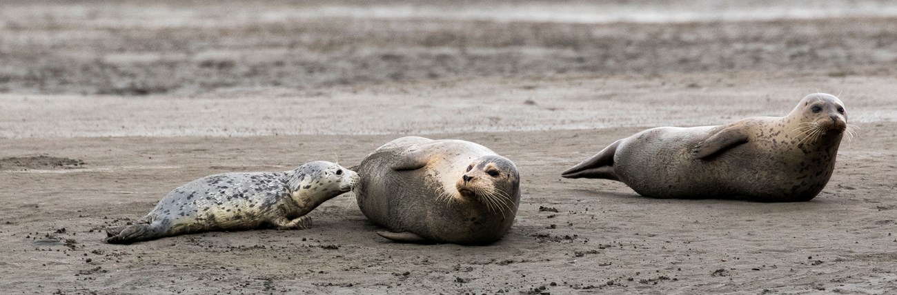 Two adult harbor seals and a pup on a beach