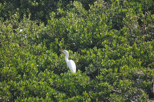 A Great White Heron is perched on top of mangrove trees.