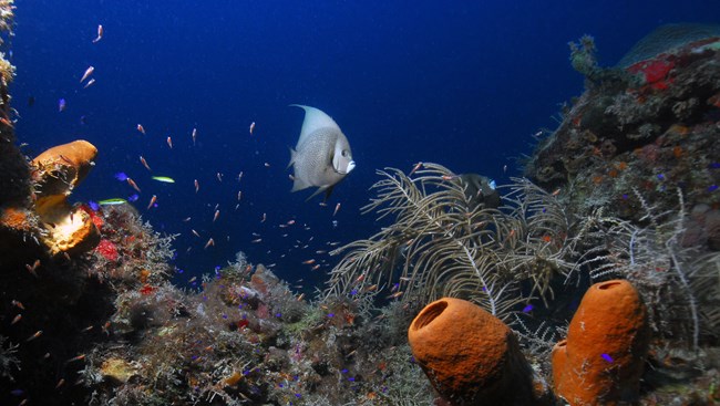 A Grey Angelfish swimming over a coral reef
