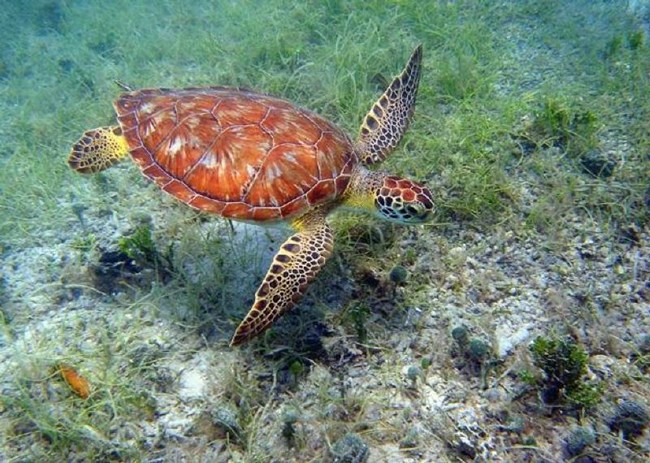 A green sea turtle swimming over seagrass