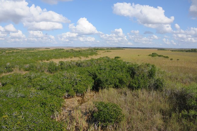 Mangrove-marsh ecotone viewed from above at Everglades National Park.