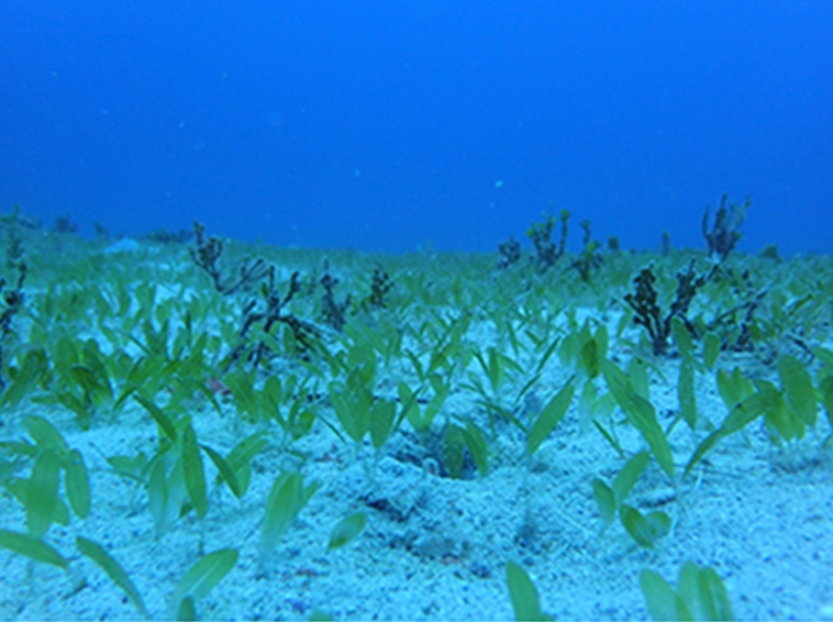 Seagrass growing on canyon floor