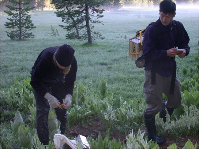 Two field biologists check mammal live traps on a survey route.