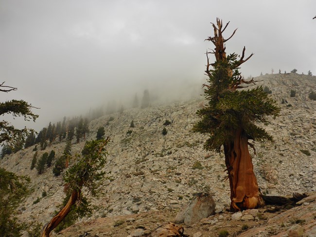 Foxtail pine in the fog, on a rocky, steep slope in Sequoia National Park.