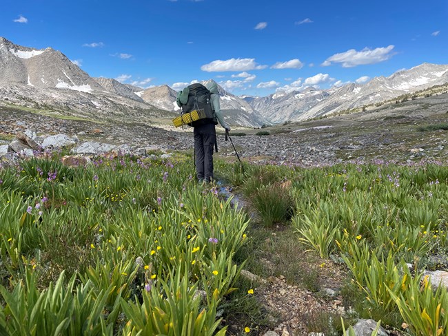 Backpacker hikes through green, wild-flower strewn landscape toward rugged mountains in distance.