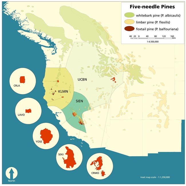 Map of Five-needle pines in western North America