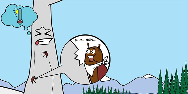 Cartoon shows a whitebark pine tree frowning as beetles crawl up its trunk and one enlarged one wears a bib and says "Nom...nom..." as it eats its way through the layer of wood under the tree's bark.