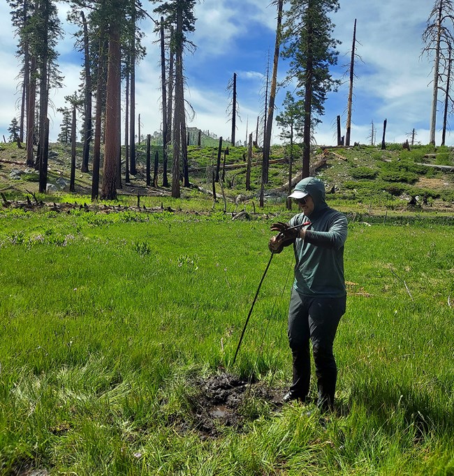 Field scientist with muddy hands, lower pants, and boots as he uses a long-handled dowsing tool to locate and remove a wetlands well.