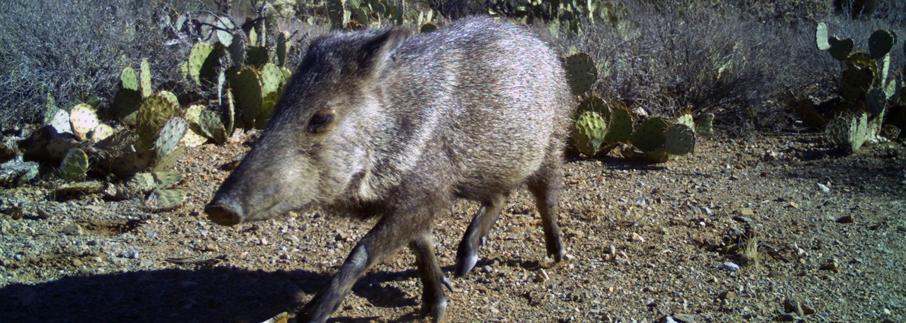 Javelina walking past pricklypear