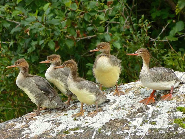 A family of red-breasted mergansers.