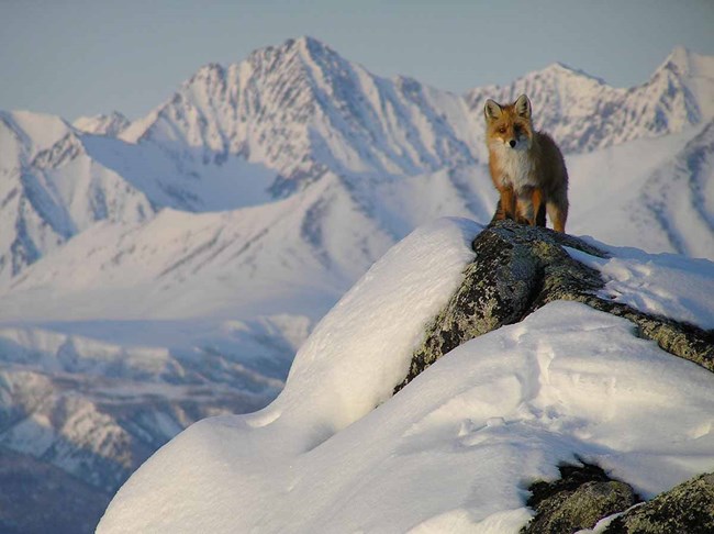 A red fox on a mountain peak in Lake Clark.