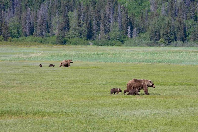 Sows and their cubs in the salt marsh in Lake Clark.