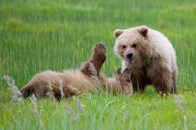 Two bear cubs play