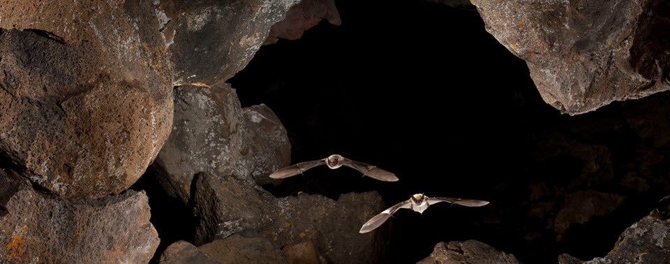Two bats flying out of a cave