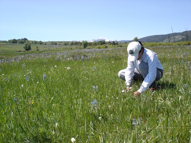 Technician collecting data in a field of camas