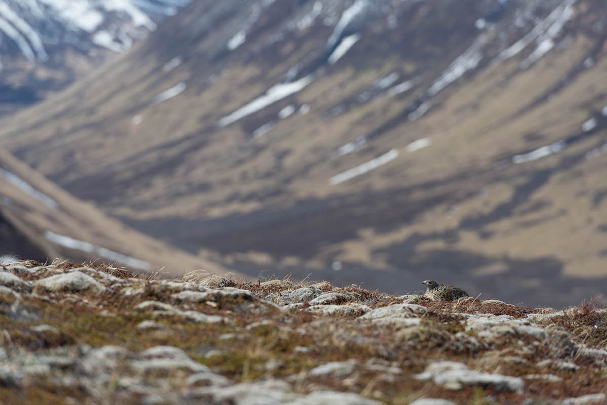 A willow ptarmigan sits on the bumpy tundra floor