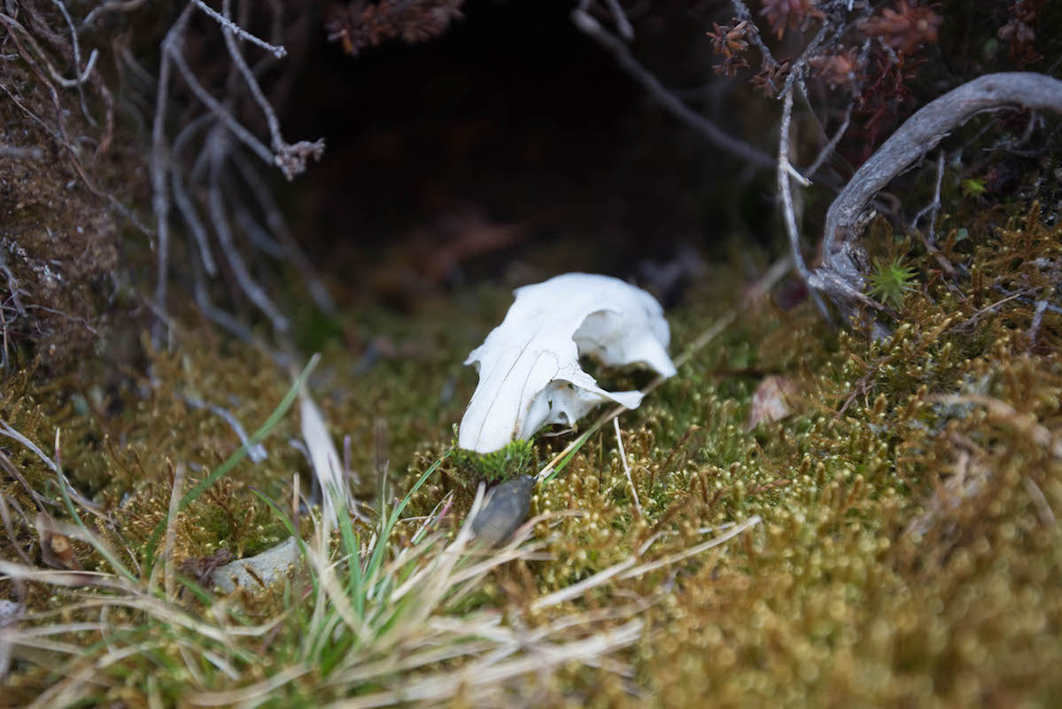 A small mammal skull hidden in tundra