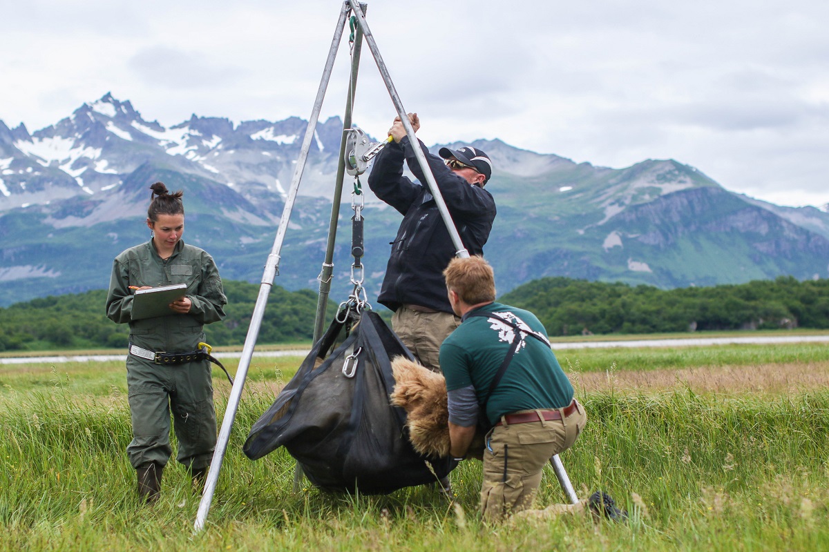 Three researchers weigh a bear with mountains in the background.