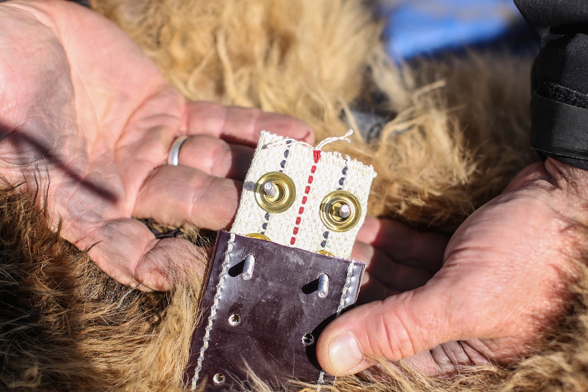A researcher holds the collar of a bear, showing a canvas spacer.