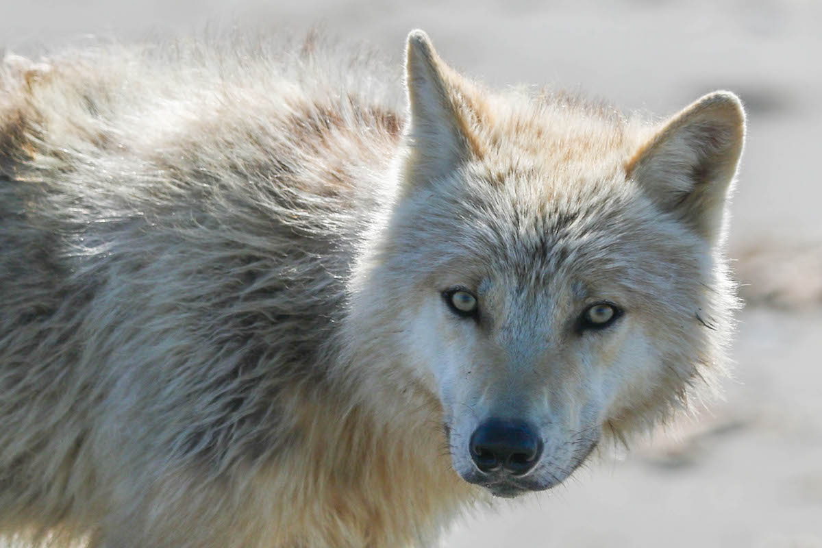 A close-up of a wolf's face.
