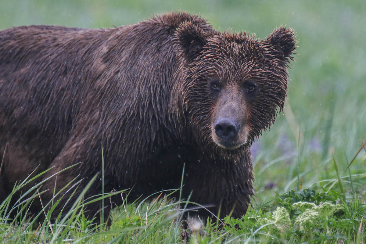 A bear glances over from a grassy meadow