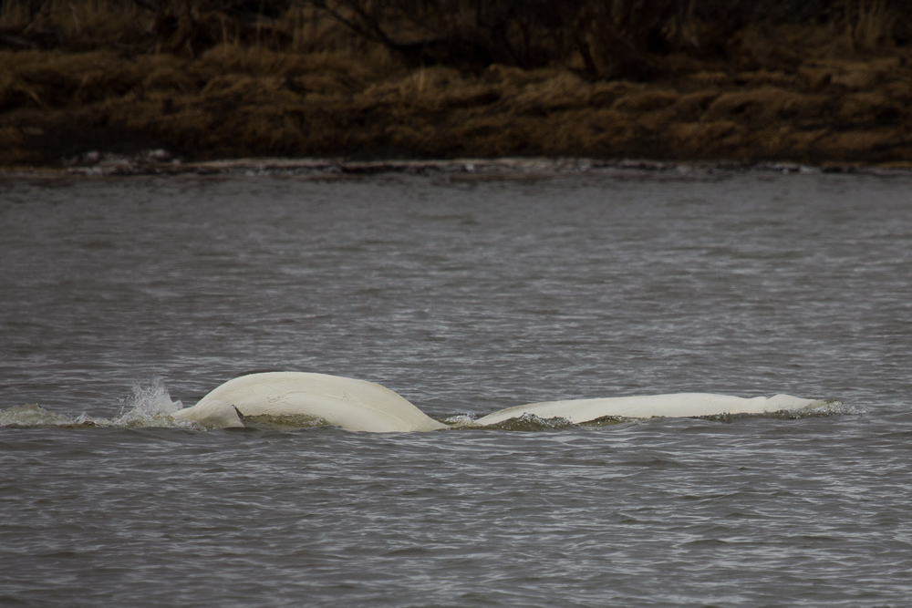 three beluga whales break the water's surface