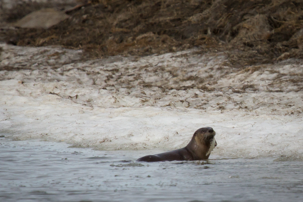 A river otter looks over its shoulder at us while eating a small fish