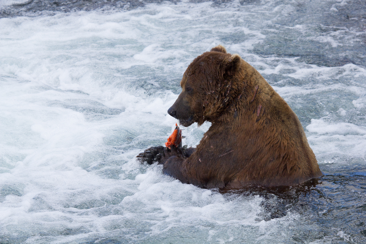 A bear sits in white water eating a salmon