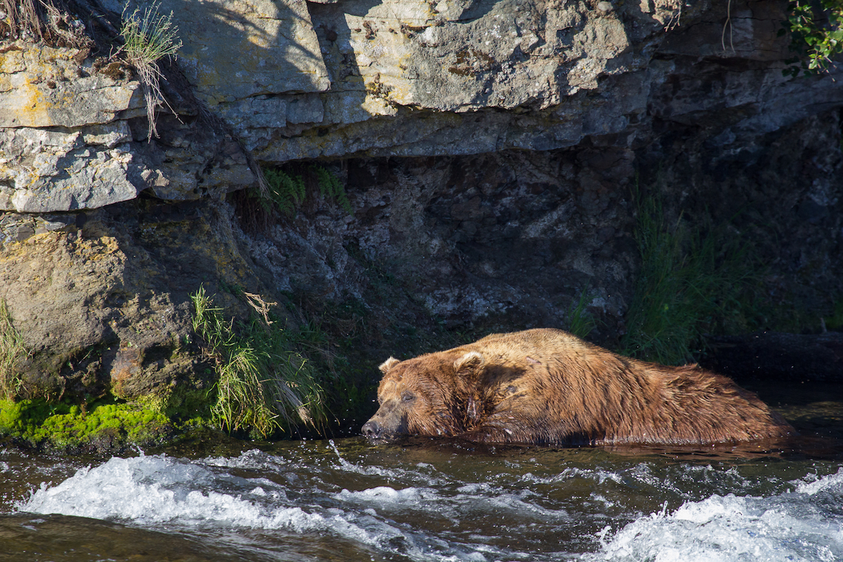 A bear sleeps in shallow water
