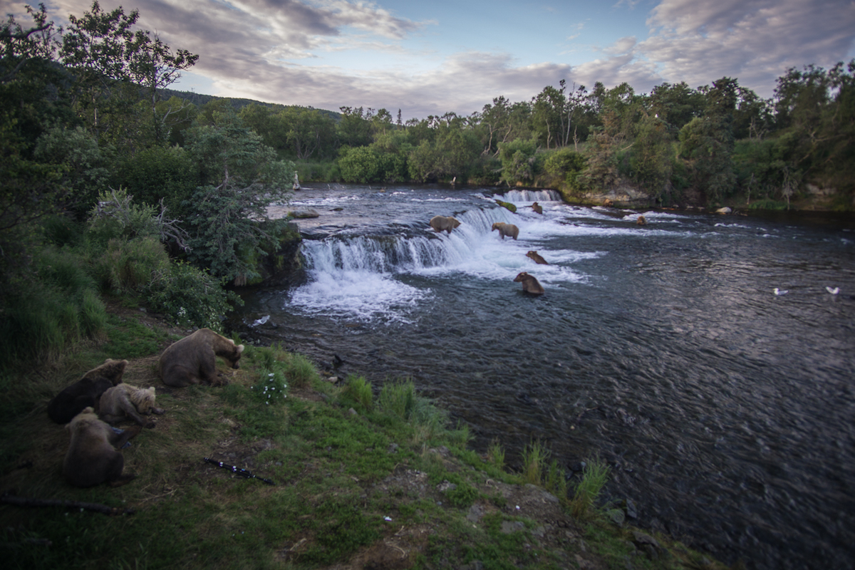 Many bears fish below a waterfall in evening light.