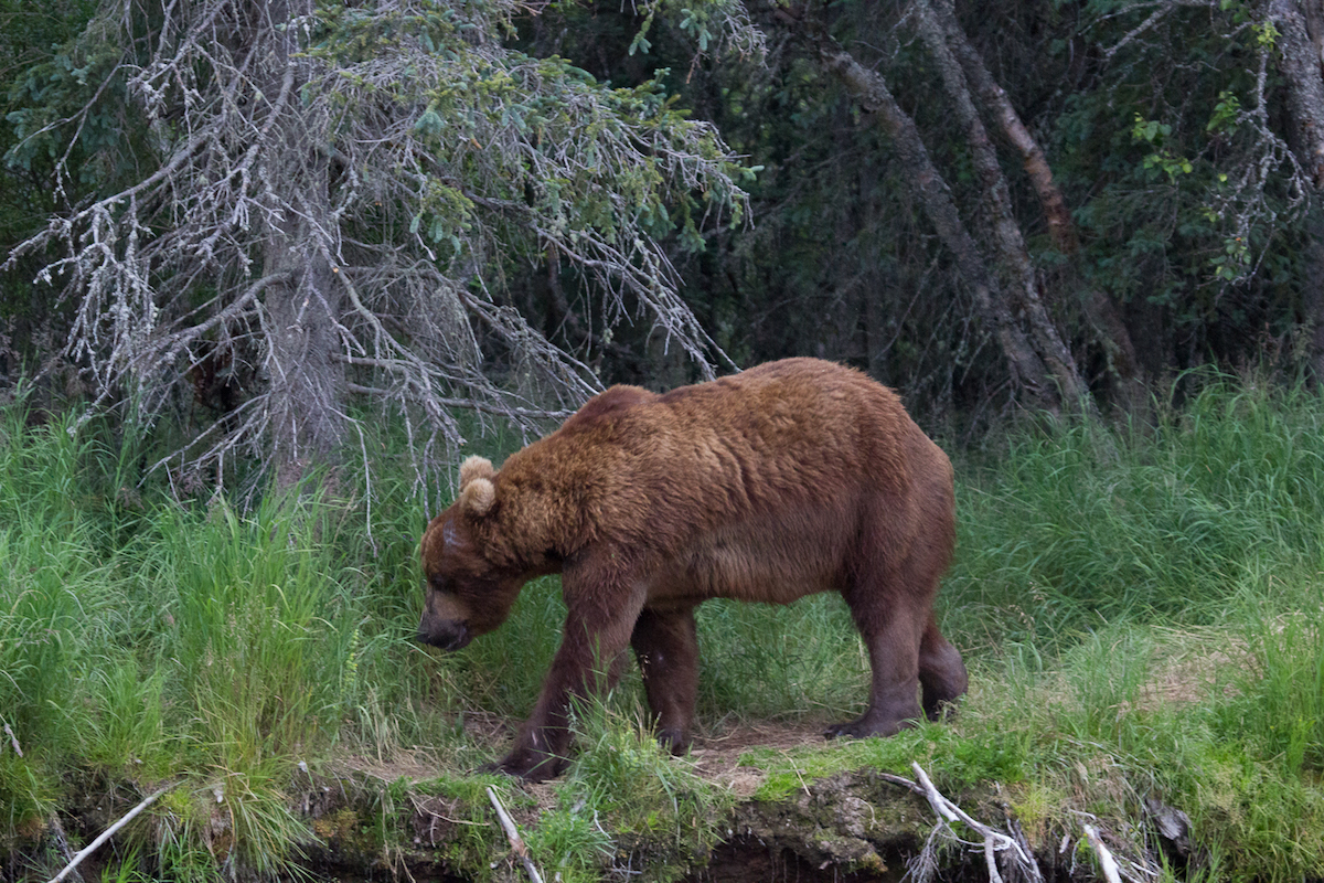A large bear walks along a river's edge