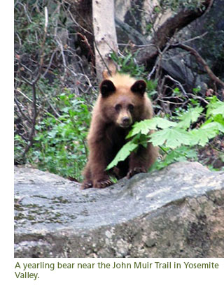 A young bear looking at the photographer from just off a hiking trail. 