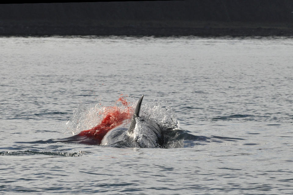 blood at killer whale kill
