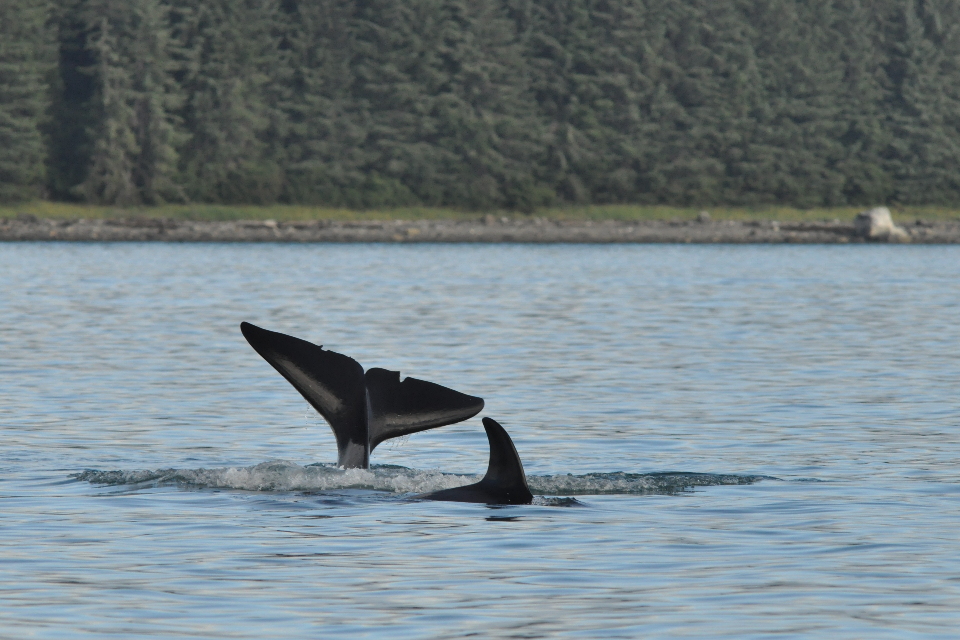 killer whales tail and dorsal