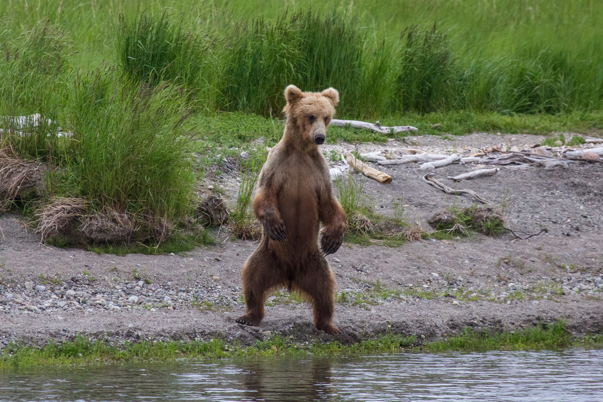 A young subadult bear stands upright