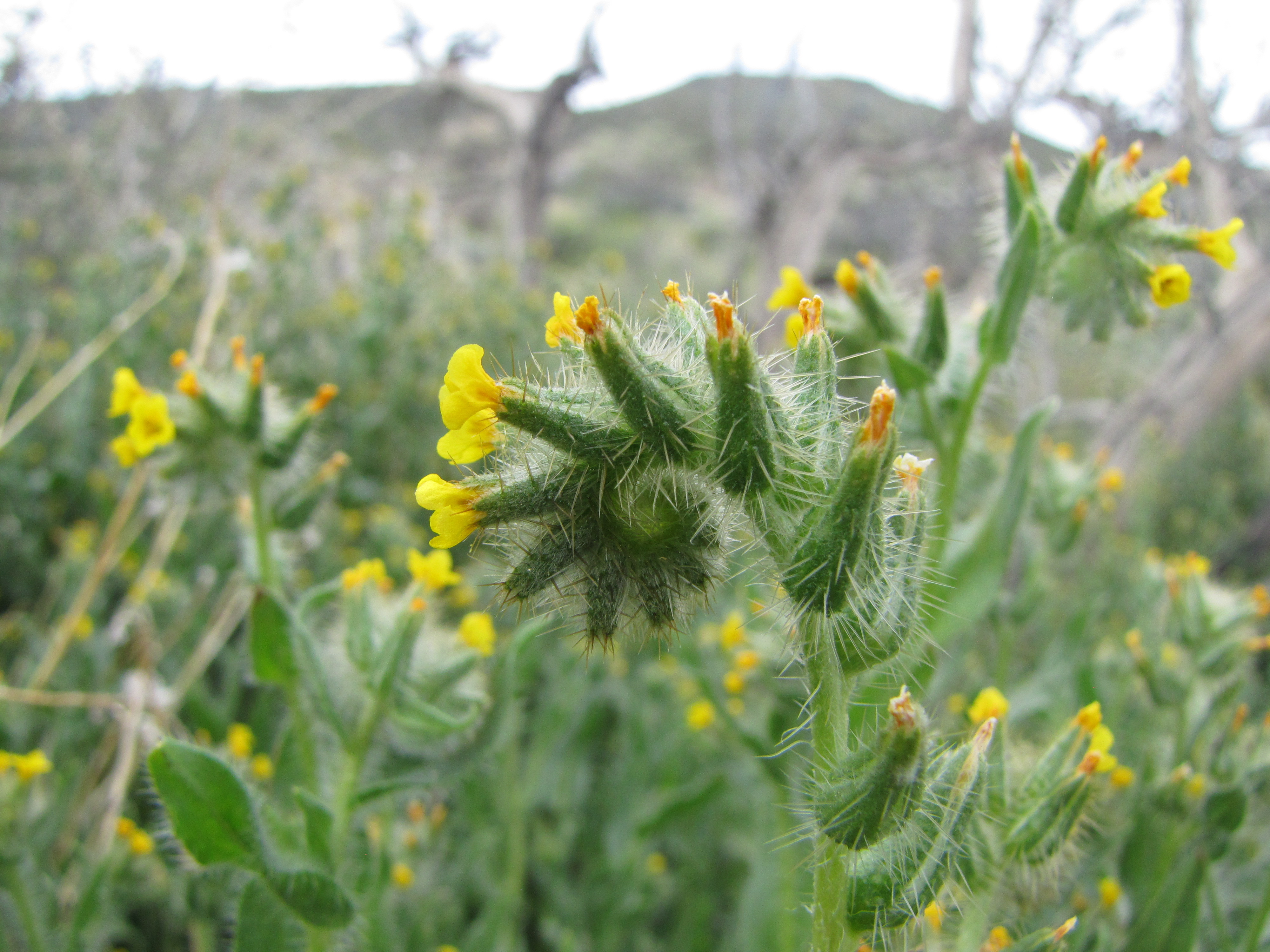 Color photo of a curled plant with yellow flowers and spines.