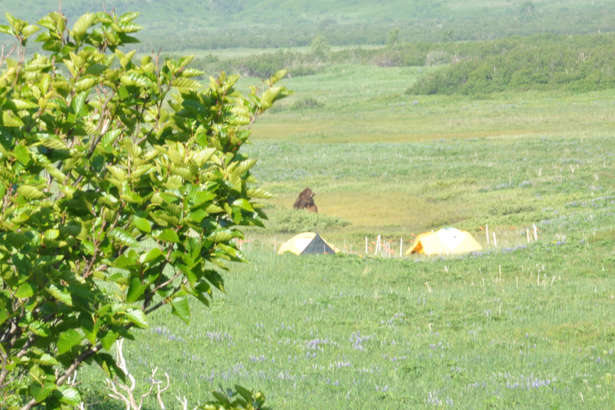 Two bears stand and wrestle next to a fenced in tent