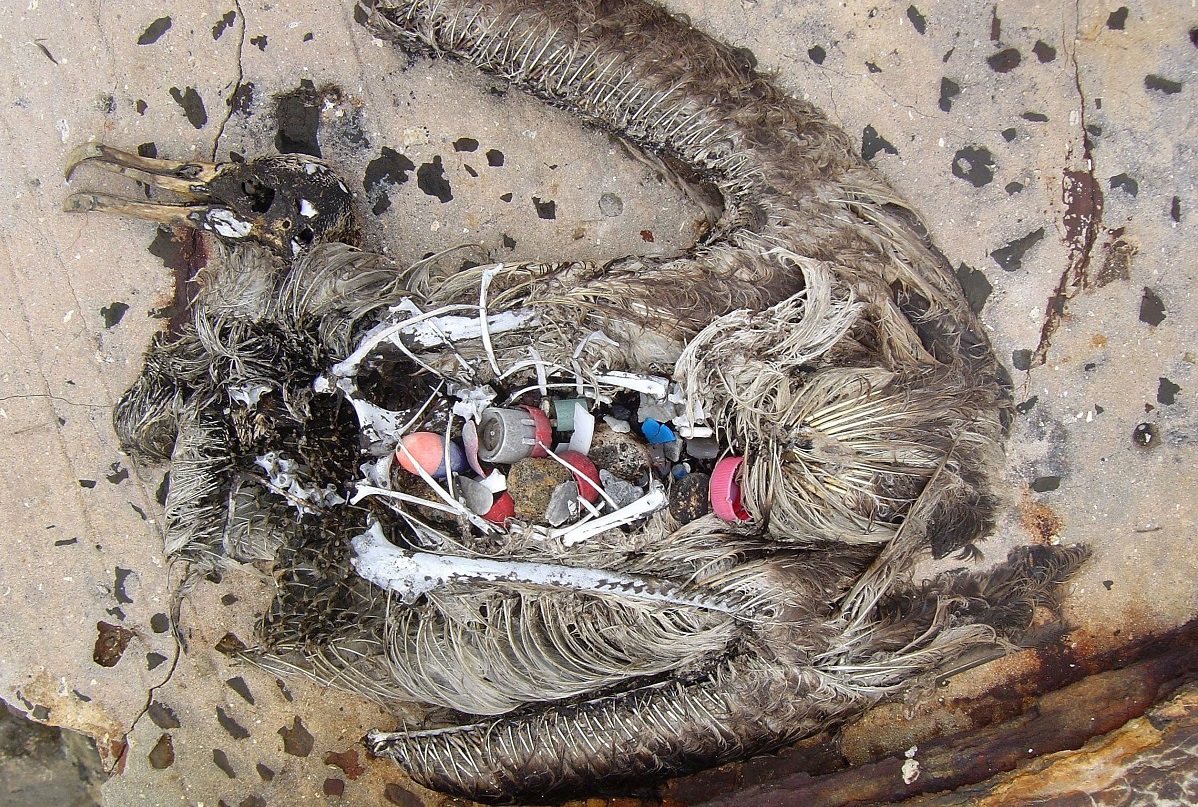 A dead bird's stomach is filled with plastic garbage