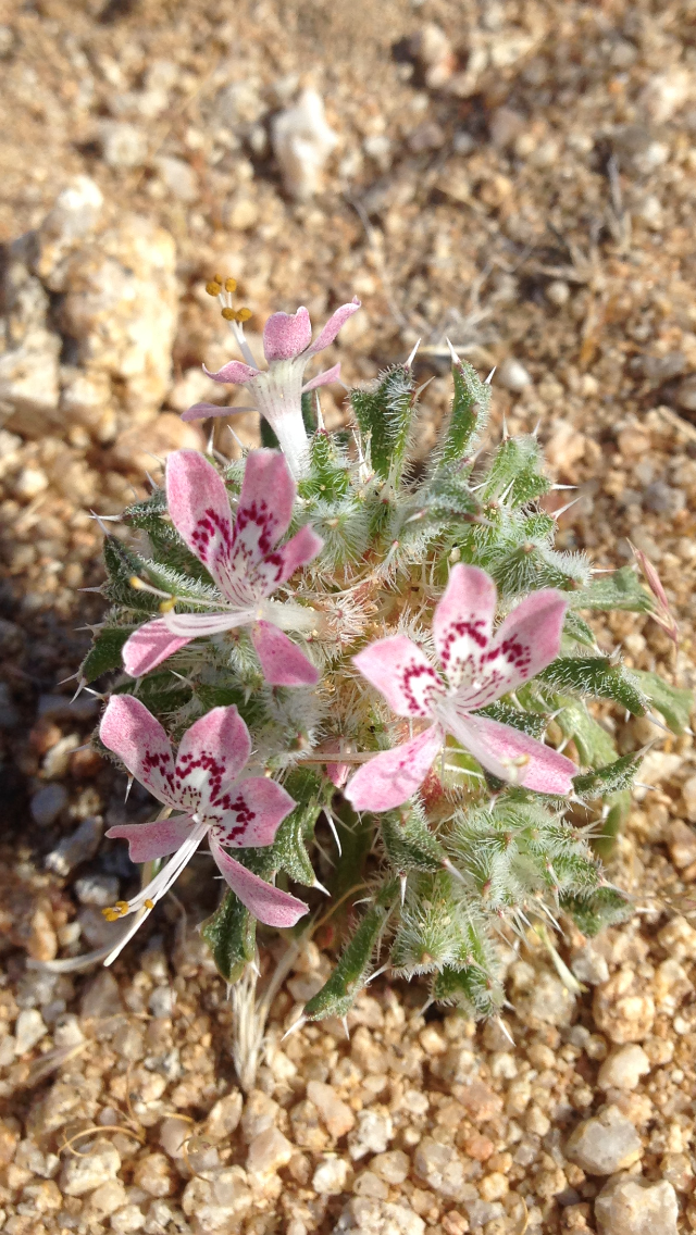 Purple spotted pink flowers sprout from a fuzzy base. Photo: Samuel King