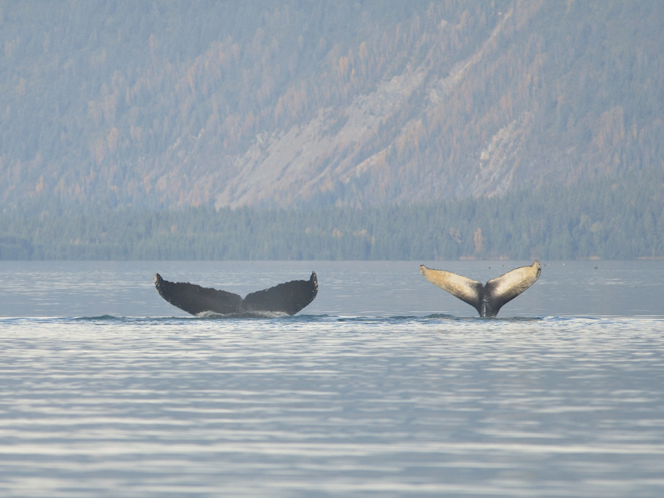 Humpback whale mother and calf showing their tails