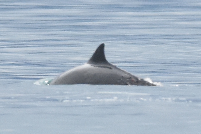 porpoise with teeth marks