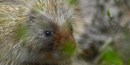 Porcupine
