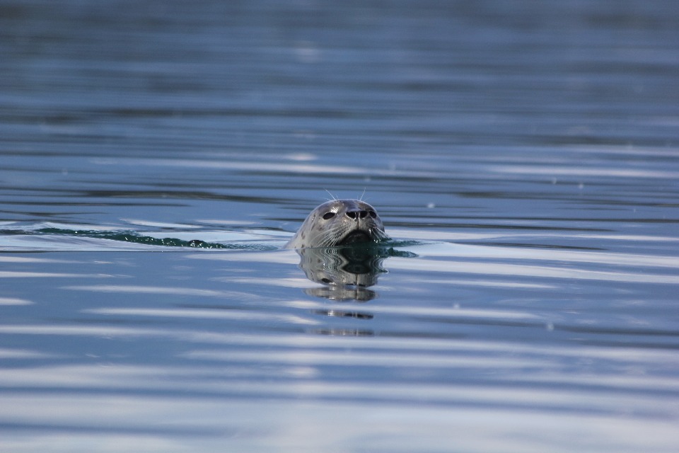 harbor seal in Glacier Bay