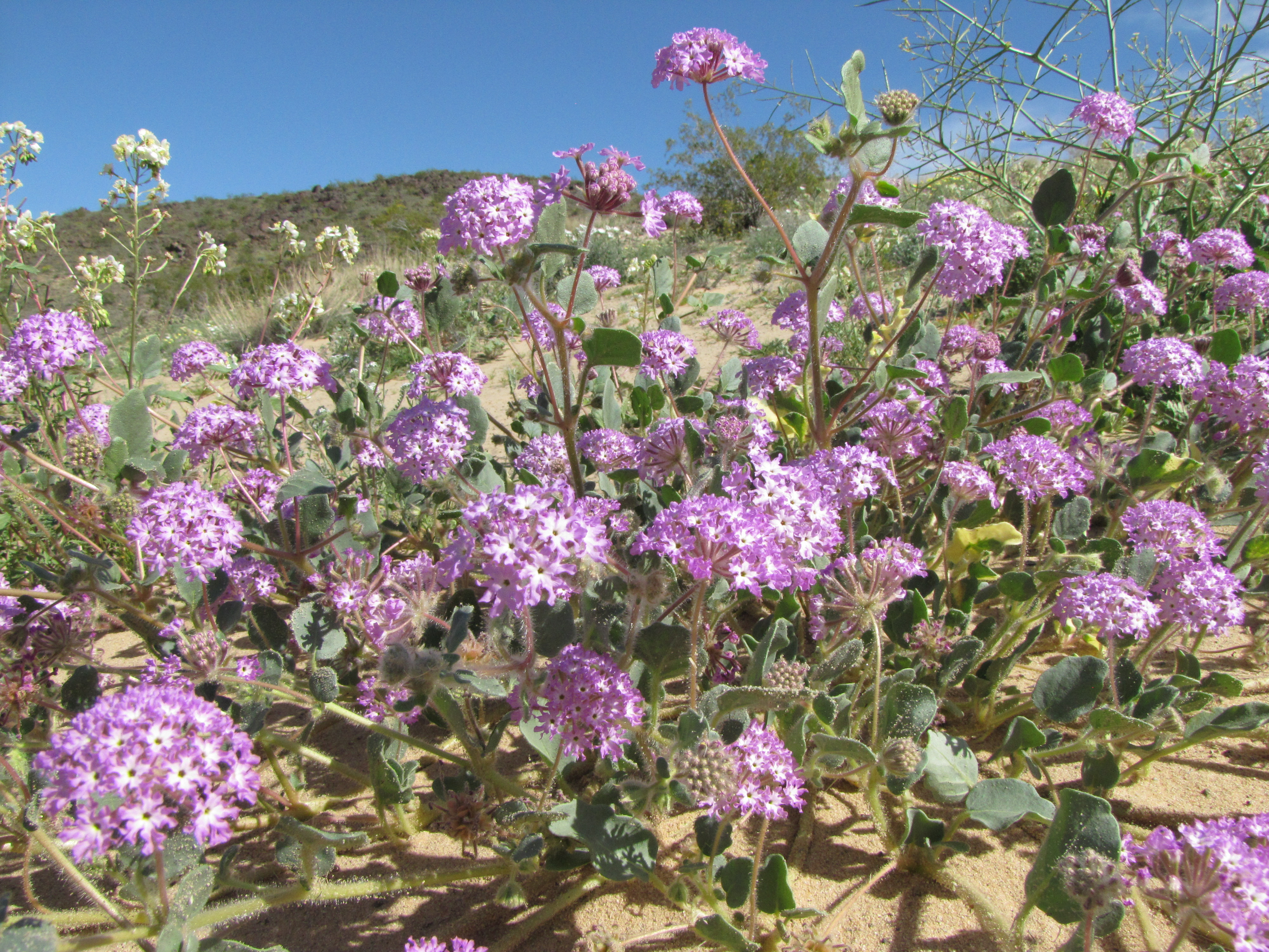 Color photo of clusters of small lilac flowers. Photo: NPS / Neil Frakes