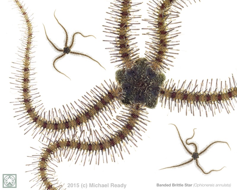 Brittle Star photographed by Michael Ready Closeup photo of a brittle star