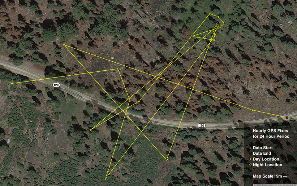 GPS track showing bear crossing road multiple times