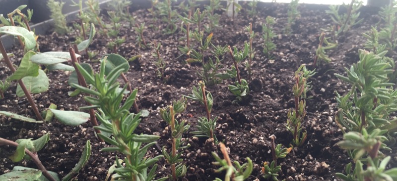 Native Plants at Cabrillo