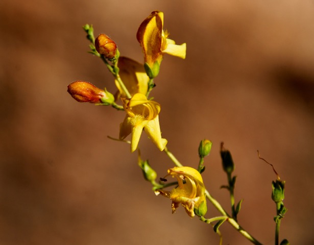 Very small rust-colored buds turn into yellow flowers on a stem.