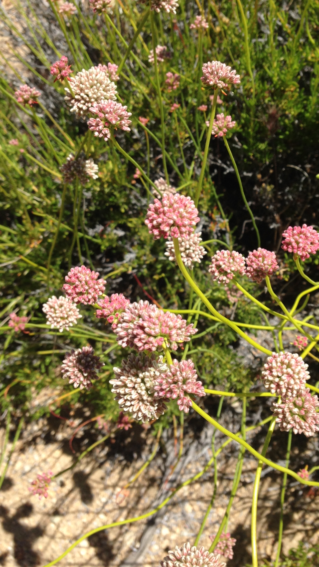 Pinkish-white flowers made up of a tight bunch of individual nodes, like a raspberry.